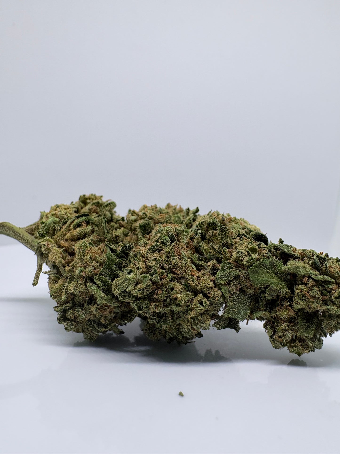 Gorilla Kush - CBDStore Greenhouse
